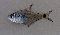 Image of Roeboides descalvadensis (Parana scale-eating characin)