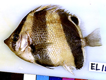 Image of Roa semilunaris (Half-moon barred butterflyfish)