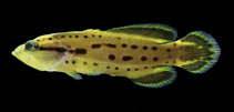 Image of Rypticus subbifrenatus (Spotted soapfish)