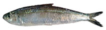 Image of Sardinella goni (Gon’s sardinella)