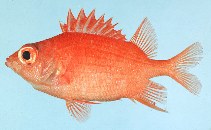 Image of Sargocentron macrosquamis (Bigscale squirrelfish)