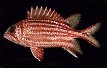 Image of Sargocentron rubrum (Redcoat)