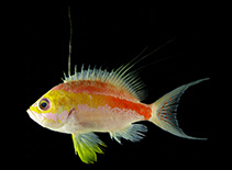 Image of Sacura sanguinea (Andaman deepwater Anthias)