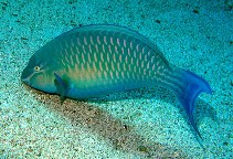 Image of Scarus collana (Red Sea parrotfish)