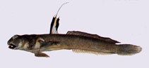 Image of Scartelaos gigas 