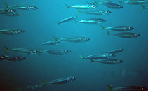 Image of Scomber japonicus (Chub mackerel)