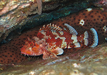 Image of Scorpaena maderensis (Madeira rockfish)