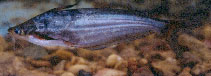 Image of Schilbe mandibularis 