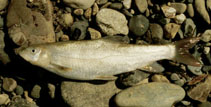 Image of Schizothorax myzostomus 