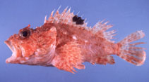 Image of Scorpaena neglecta 