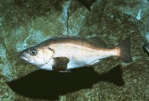 Image of Sebastes goodei (Chilipepper rockfish)