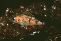 Image of Sebastes semicinctus (Halfbanded rockfish)