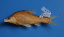 Image of Sinocyclocheilus altishoulderus 