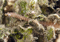 Image of Siokunichthys breviceps (Softcoral pipefish)