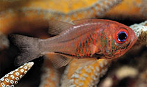 Image of Siphamia fistulosa (Fistulose cardinalfish)
