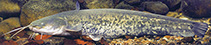 Image of Silurus glanis (Wels catfish)