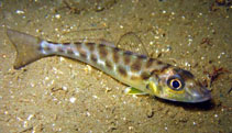 Image of Sillago maculata (Trumpeter whiting)