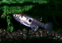 Image of Simpsonichthys ocellatus 