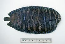 Image of Soleichthys microcephalus (Smallhead sole)