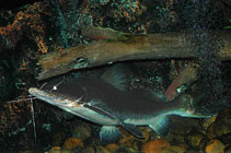 Image of Sperata aor (Long-whiskered catfish)