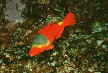 Image of Sparisoma cretense (Parrotfish)
