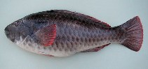 Image of Sparisoma cretense (Parrotfish)