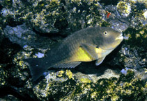 Image of Sparisoma choati (West-African Parrotfish)