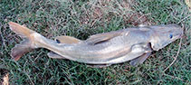 Image of Sperata seenghala (Giant river-catfish)