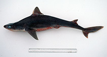 Image of Squalus albifrons (Eastern highfin spurdog)