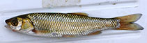 Image of Squalius pamvoticus (Pamvotis chub)