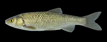 Image of Squalius squalus 