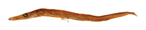 Image of Stemonosudis adenensis (Brown slender barracudina)