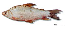 Image of Steindachnerina bimaculata 