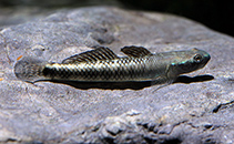 Image of Stiphodon chlorestes (Green hummingbird goby)