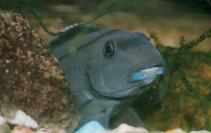 Image of Paragobiocichla irvinei (Cichlid)