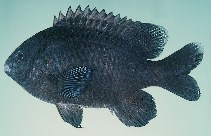 Image of Stegastes limbatus (Ebony gregory)