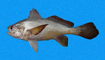 Image of Stellifer oscitans (Yawning stardrum)