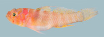 Image of Sueviota aprica (Sunny dwarfgoby)