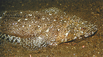 Image of Sunagocia otaitensis (Fringelip flathead)