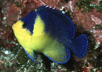 Image of Centropyge venusta (Purplemask angelfish)