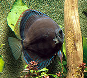 Image of Symphysodon aequifasciatus (Blue discus)