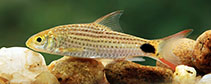 Image of Systomus asoka (Asoka barb)