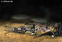 Image of Synodontis batesii 