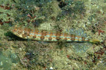 Image of Synodus indicus (Indian lizardfish)