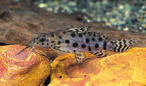 Image of Synodontis katangae 