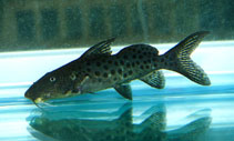 Image of Synodontis longirostris 