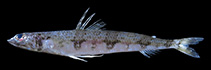 Image of Synodus pacificus (Omega lizardfish)