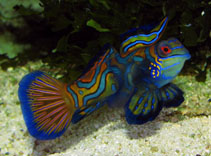 Image of Synchiropus splendidus (Mandarinfish)