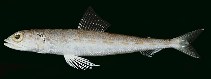 Image of Synodus tectus (Tectus lizardfish)