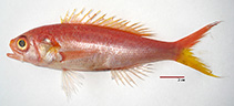 Image of Symphysanodon xanthopterygion (Indian Bunquelovely)